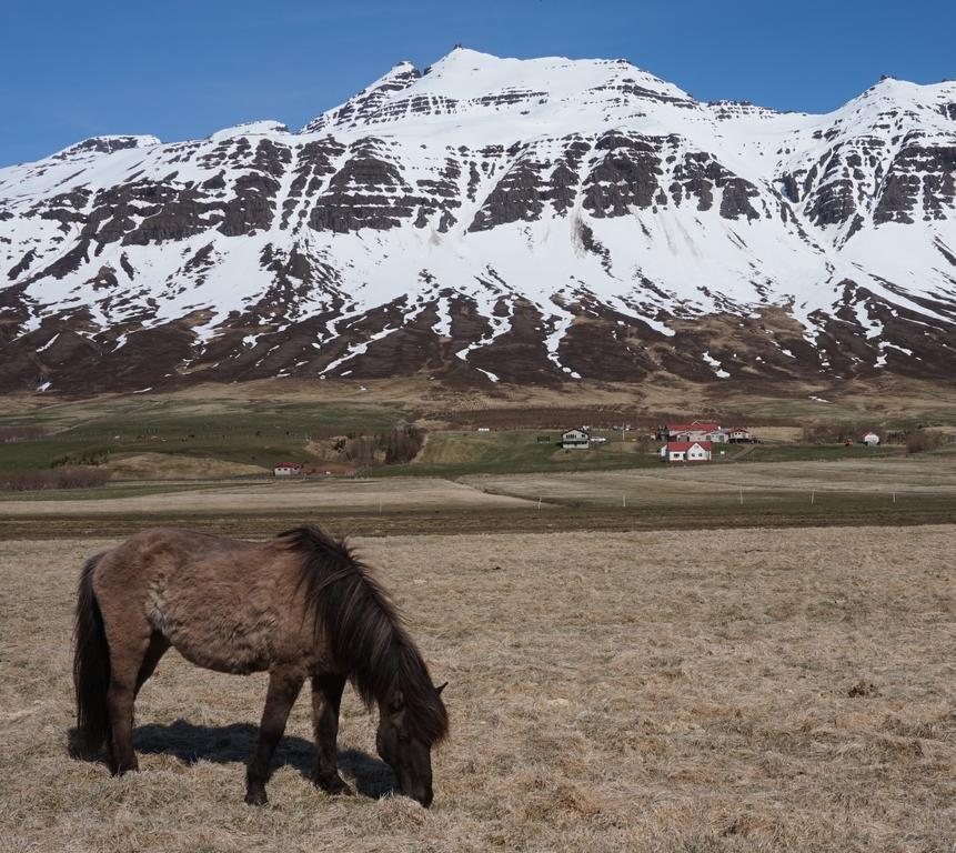 Skorrahestar Villa Neskaupstaður Eksteriør bilde